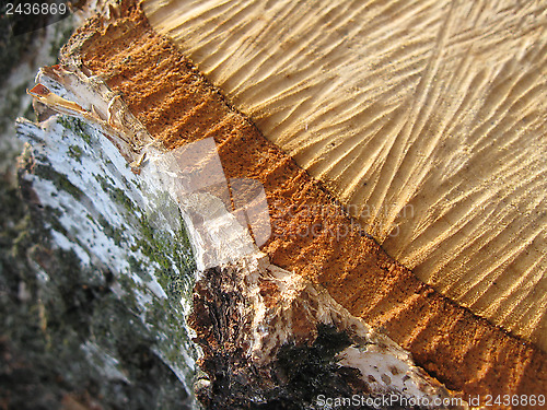 Image of Pattern on a cut of birch