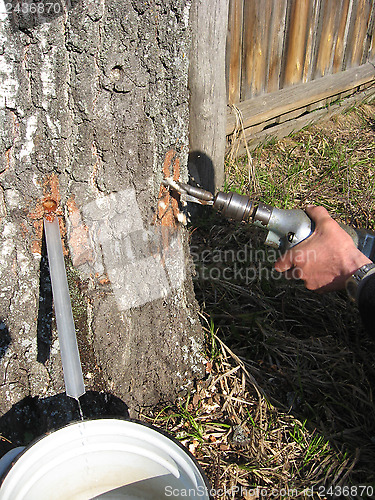 Image of extraction of birch juice