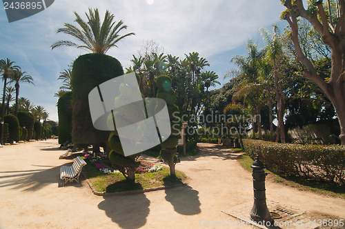 Image of Palm trees and conifers in Cadiz, midday