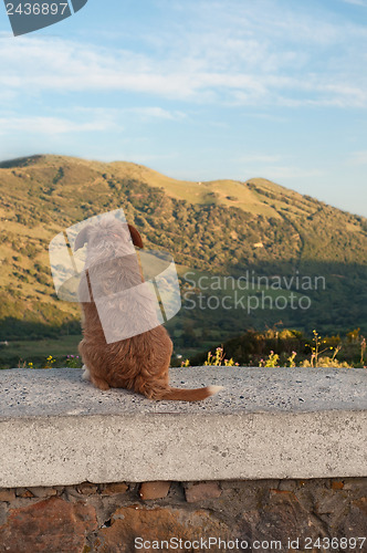 Image of Dog sitting and watching on the mountains