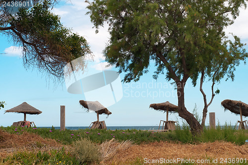 Image of Umbrellas on the beach