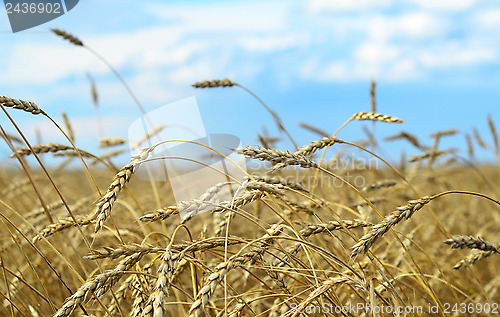 Image of wheat field