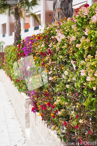 Image of Fence of multicolored flowers bougainvillea