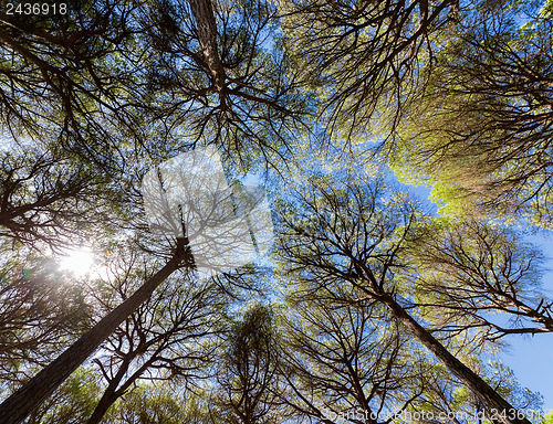 Image of Wide angle view of pine trees