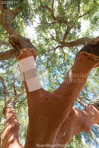 Image of Peeled cork oaks tree