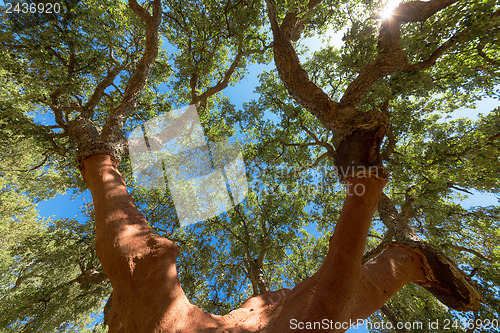 Image of Peeled cork oaks tree