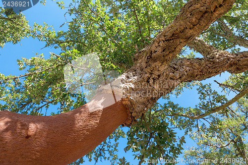 Image of Peeled cork oaks tree