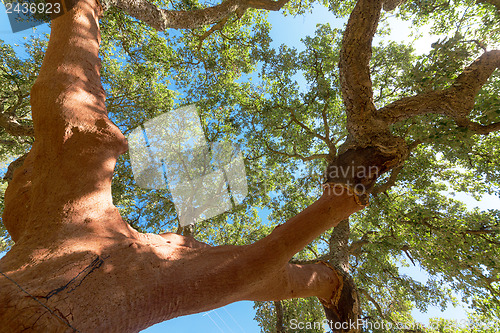 Image of Peeled cork oaks tree