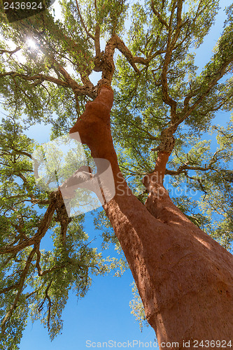 Image of Peeled cork oaks tree