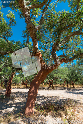 Image of Peeled cork oaks tree