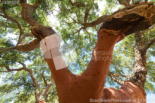 Image of Peeled cork oaks tree