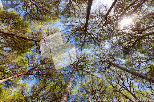 Image of Wide angle view of pine trees