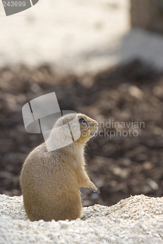 Image of prairie dog