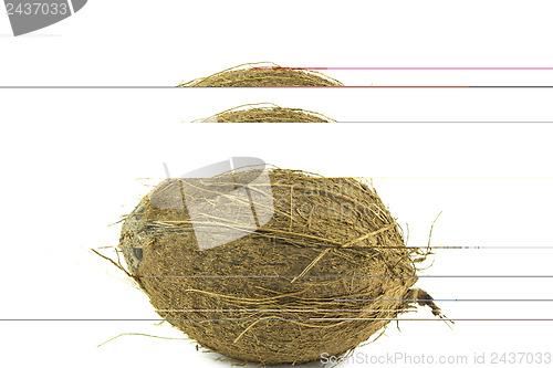 Image of coconut 