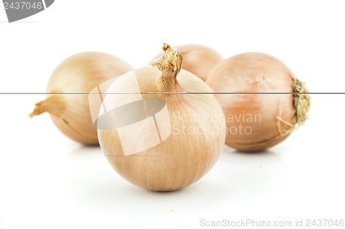 Image of Ripe golden onions 