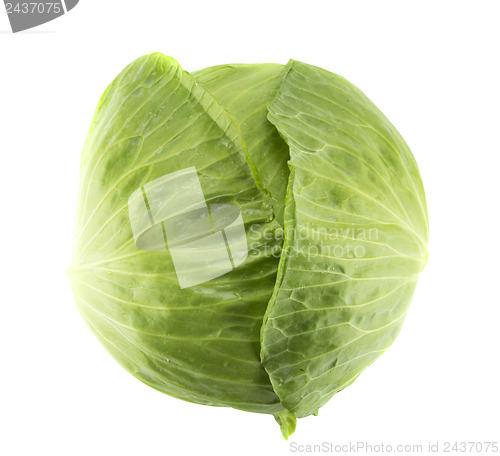 Image of Fresh green cabbage 