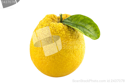 Image of Sweet Orange Fruit with leaves. 