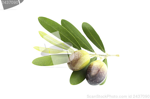Image of Black Olives 