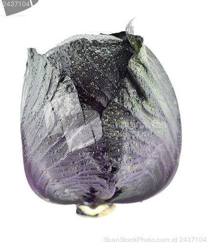 Image of Fresh red cabbage 