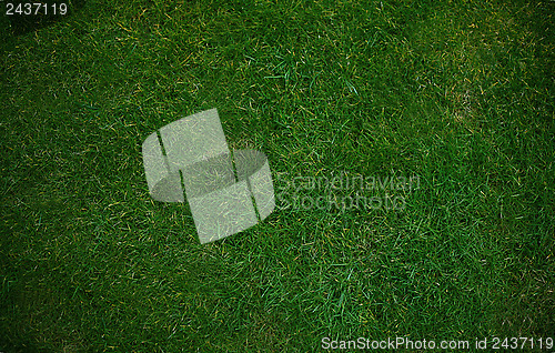 Image of Green grass  