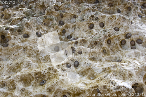 Image of Barnacles