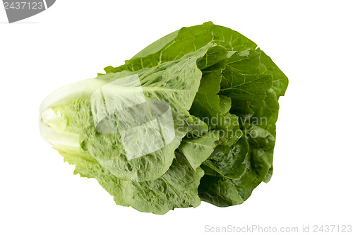 Image of Romain Lettuce 