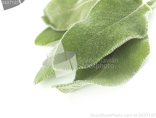 Image of Fresh sage leaves