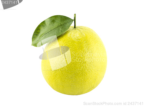 Image of Bergamot oranges 