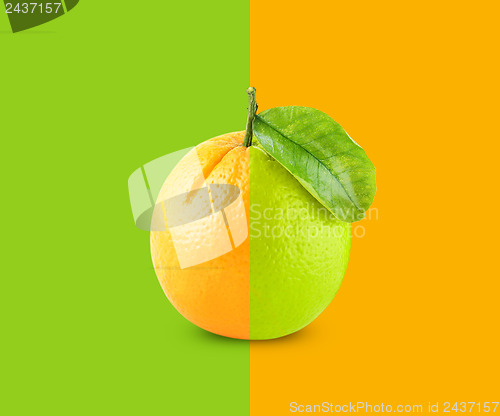 Image of Orange