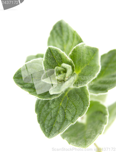 Image of thyme herb