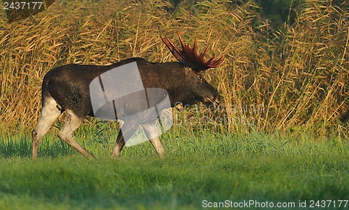 Image of Moose bull walking