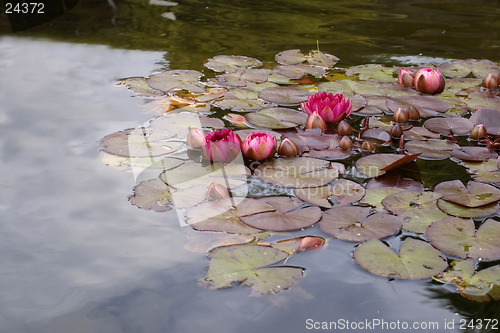 Image of waterlilies