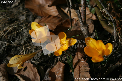 Image of spring