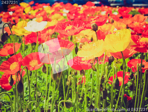 Image of Retro look Papavers