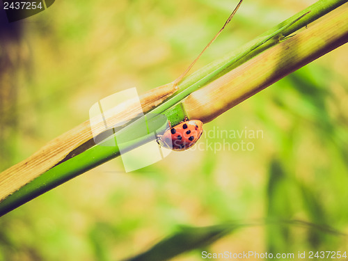 Image of Retro look Lady Beetle