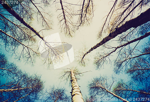 Image of Retro look Birch trees