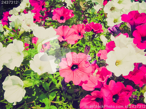 Image of Retro look Flower picture