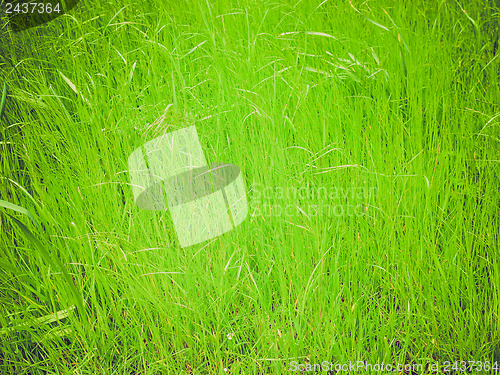 Image of Grass background