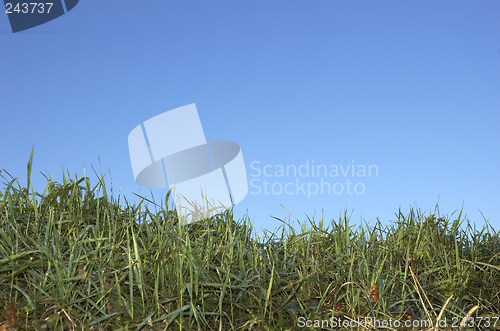 Image of Grass and sky