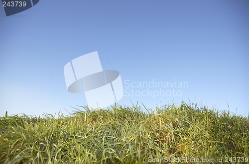 Image of Grass and sky