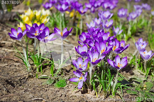 Image of Yellow and purple crocuses