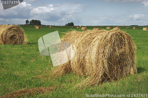Image of Straw bales on field