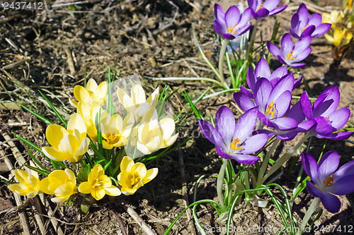 Image of Yellow and purple crocuses