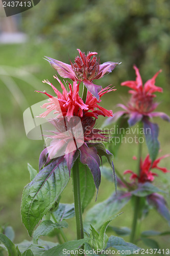 Image of Flowers in the garden, bergamot