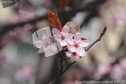 Image of Apple flowers