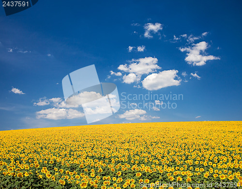 Image of Sunflower Field