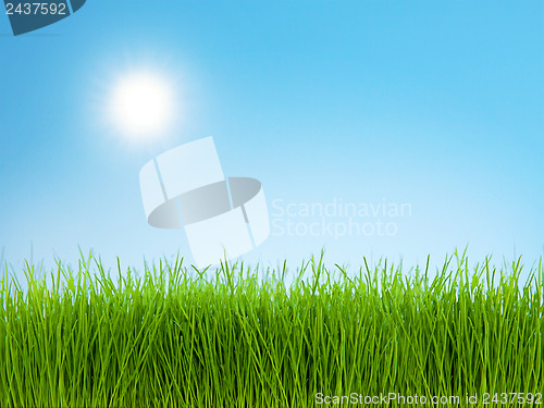 Image of Grass and Blue Sky