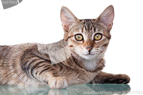 Image of Brown Striped Kitten