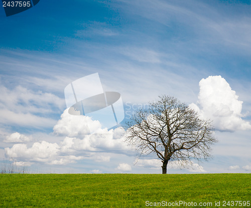Image of Leafless Tree