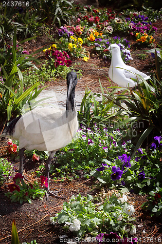 Image of Australian Ibis Threskiornis moluccus